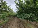 Jász-Nagykun-Szolnok megye - Tiszafüred